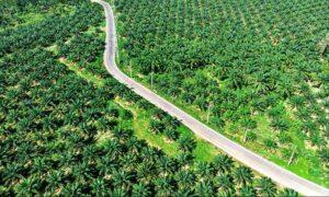 Foreign Conglomeration of Oil Palm Companies