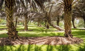 Best Plantation, Kelapa Sawit