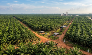 kpn plantation
