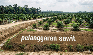 sawit