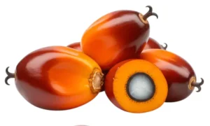 Tandan Buah Segar