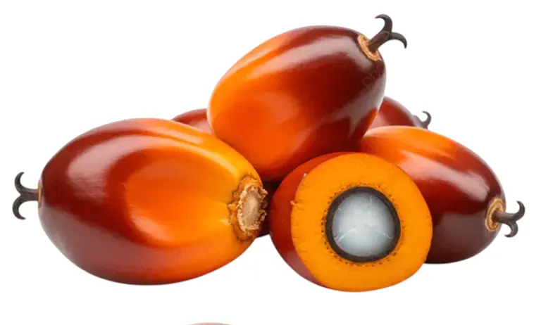 Tandan Buah Segar