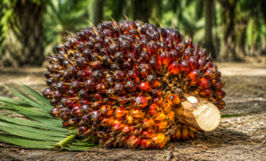Tandan Buah Segar
