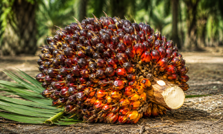 Tandan Buah Segar