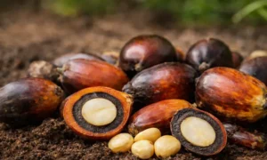 Palm Kernel Oil (PKO)