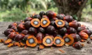 CPO