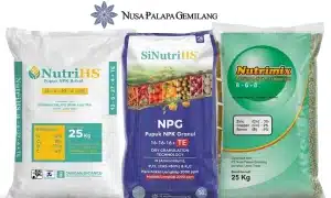 Nusa Palapa Gemilang