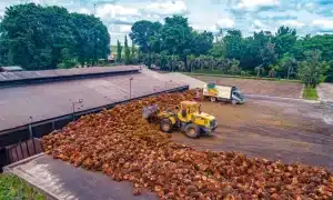 PalmCo