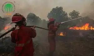 RSPO