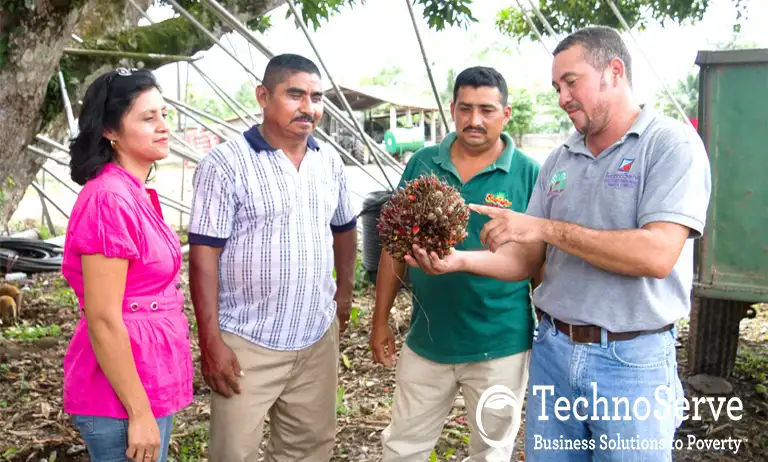 More Value per Hectare: TechnoServe on the Future of Indonesian Agribusiness 1 TechnoServe